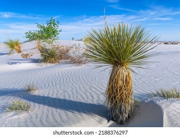                          Dune Life Nature Trail, White Sands National Park, New Mexico, USA      