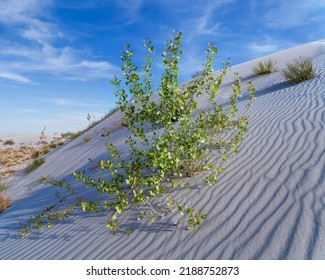 Dune Life Nature Trail, White Sands National Park, New Mexico, USA  