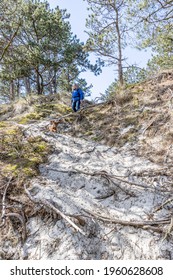 Dune Reserve With A Mature Woman With Her Dachshund Going Down A White Sand Hill Between Wild Grass, Trees And Their Exposed Roots, Sunny Day In Schoorlse Duinen, North Holland, Netherlands