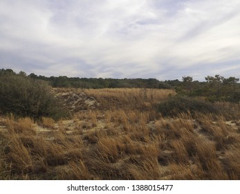 Dune Shrubland At First Landing State Park