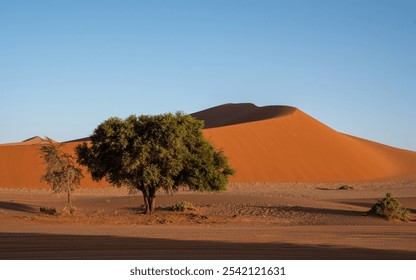 Dune with tree in the foreground 