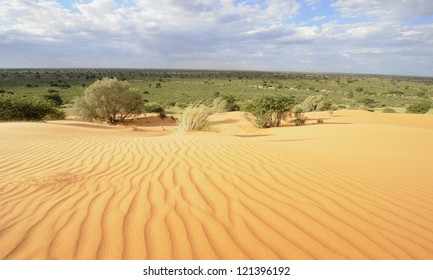 kalahari desert