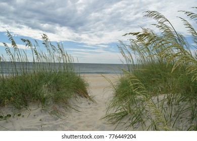 dunes at the beach