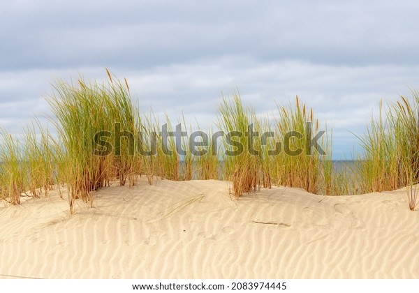 The dunes or dyke at Dutch north sea coast,\
Close up of european marram grass (beach grass) with blue sky as\
background, Nature sand pattern texture background, North Holland,\
Netherlands.