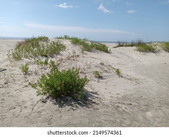 Dunes With Greenery On Sullivan's Island, South Carolina