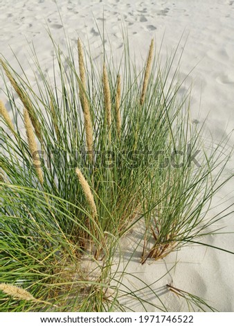 
Dunes with marram grass (Ammophila arenaria)