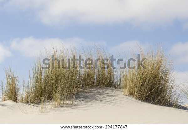 Dunes with marram grass on the Dutch coast of\
Terschelling 