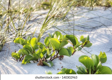 Dunes At Melbourne Beach, Florida.