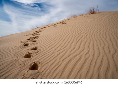 Dunes From Monahans Sandhills State Park In Texas