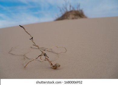 Dunes From Monahans Sandhills State Park In Texas