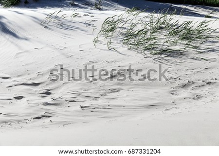 Dunes on the shore of the Baltic Sea. Beach sand background 