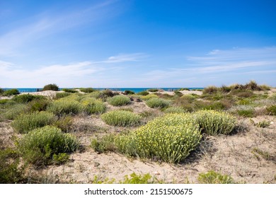 Dunes Of Petit Travers Beach In Carnon, Near Montpellier, In Spring