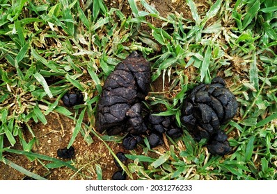 246 Goat dung Images, Stock Photos & Vectors | Shutterstock