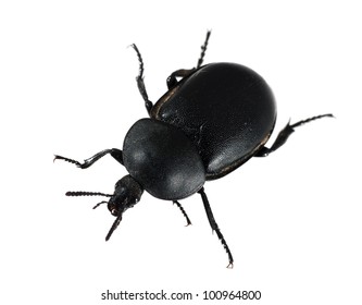 Dung Aka Dor Beetle Macro Over Stock Photo 100964800 | Shutterstock