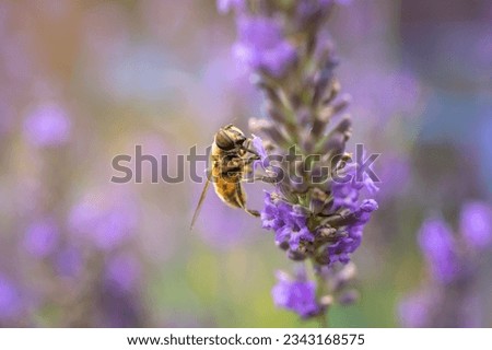 Dung bee sitting in lavender as background with text free space