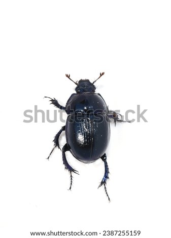 The dung beetle Anoplotrupes stercorosus isolated on white background