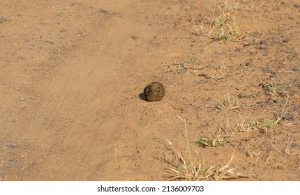 Dung beetle with dung ball in Hluhluwe National Park Nature Reserve South Africa