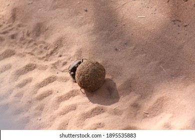 Dung Beetle Doing His Thing