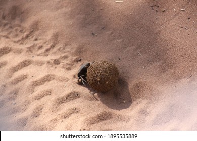 Dung Beetle Doing His Thing