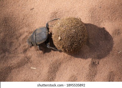 Dung Beetle Doing His Thing