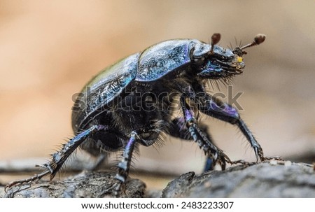 Dung beetle in the forest