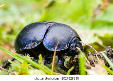 Dung Beetle In Green Grass, Day Light. Macro Photography