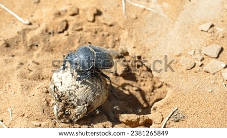 Dung beetle at his work
