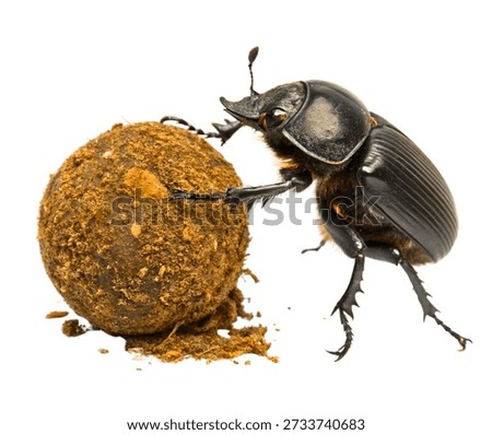 Dung Beetle insect rolling ball, black glossy body, ecosystem helper insect isolated on white backgrou