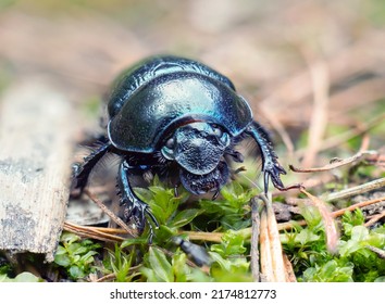 Dung Beetle On The Grass. Close-up