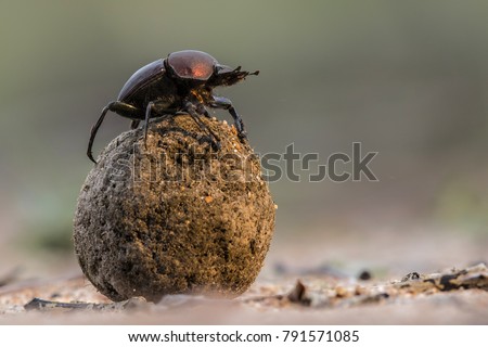 Dung beetle on his dung ball to impress the ladies in Sabi Sands GR,  part of the greater Kruger region in South Africa