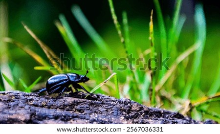Dung beetle on a log close-up 