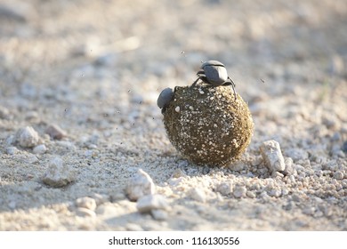 Dung Beetle Pair