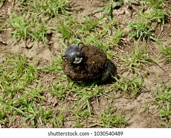 Dung Beetle Rolling