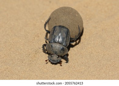 dung beetle rolling dung arround