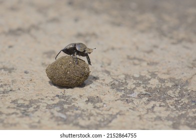 dung beetle rolling a ball of dung by the roadside, hell's gate national park, kenya