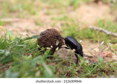 A dung beetle rolling a ball of dung on a spring day in the forest.