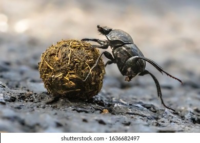 Dung beetle struggling uphill battle with ball. Corsica, France