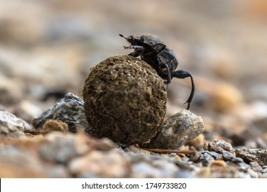 Dung beetle struggling uphill battle with ball. Corsica, France