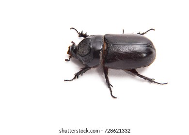 Dung Beetle Of Thailand