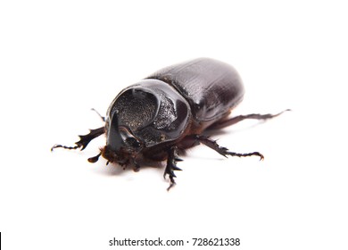 Dung Beetle Of Thailand