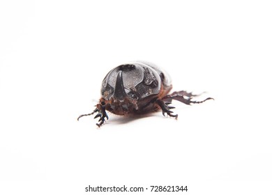 Dung Beetle Of Thailand