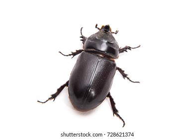 Dung Beetle Of Thailand