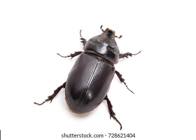 Dung Beetle Of Thailand