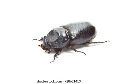 Dung Beetle Of Thailand