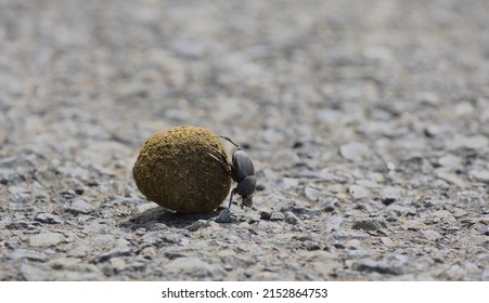 dung beetle using its strong back legs to roll and push a ball of dung on the road, hell's gate national park, kenya