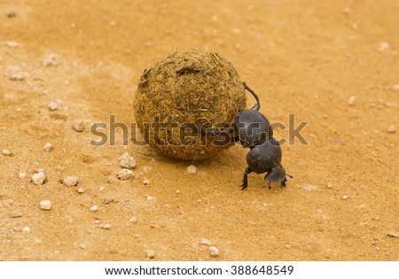 dung beetle walking backwards on a gravel road rolling a ball elephant dung