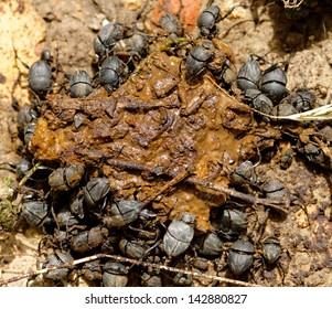 Dung Beetles Excreta Scarabaeus Viettei Madateuchus Stock Photo ...