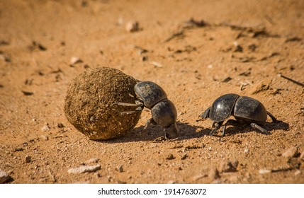Dung beetles roll dung in Addo Elephant National Park