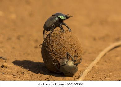 Dung Beetles Roll A Dung Ball