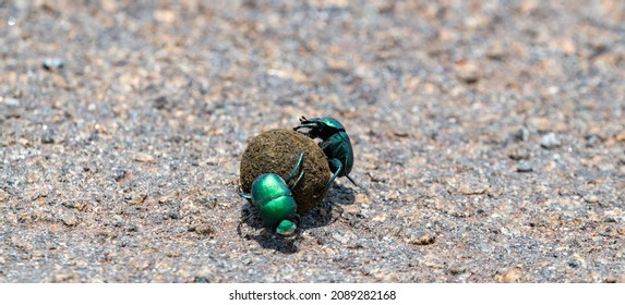 Dung beetles at work.  Rietvlei Nature Reserve, Gauteng, South Africa.